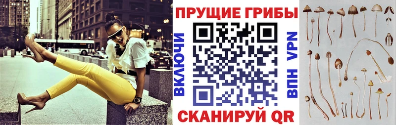 Купить где  Малмыж  Галлюциногенные грибы Cubensis 